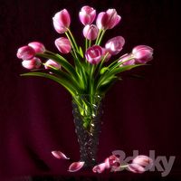 PINK TULIP