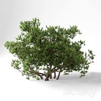 Pine Mountain Pumilio