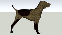 German Shorthaired Pointer