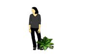 blechnum gibbum