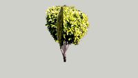 T.I.T college garden (Plant)