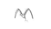 Une sorte de mouette