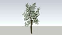 Spring Tree (Experimental)