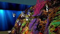 Tubbataha reef