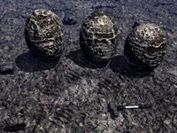 Alien eggs