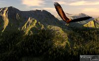 Eagle fly free