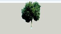 T.I.T college garden (Tree)