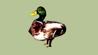 Mallard (Duck)