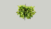 skimmia 2d