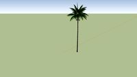 Dictyosperma