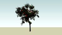 Dadap merah, Erythrina crista-galli L.