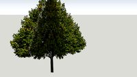 Small-leaved Linden (Tilia Cordata) / Дребнолистна липа