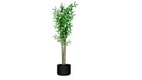 Planta_6