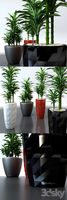 Dracaena in pots Lechuza