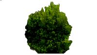 Wax Myrtle