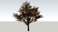 3D Ginkgo Tree