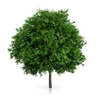 Common Walnut Tree (Juglans regia) 4.8m