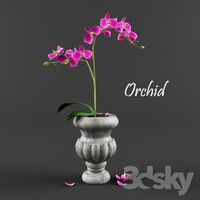 orchid
