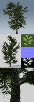 Common Oak 1