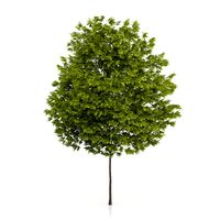 Honey Locust Tree (Gleditsia triacanthos) 10m