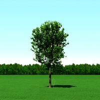 Blooming Chesstnut Tree (Castanea) 3d Model