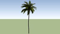Coconut Palm (Cocos nucifera)