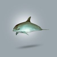 Dolphin Lowpoly