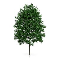 Common Hornbeam Tree (Carpinus betulus) 14.5m