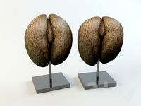Seychelles nuts