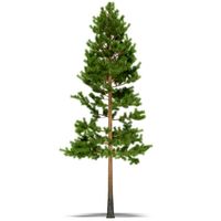 Pine
