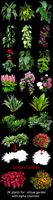 Plants for 3D scenes
