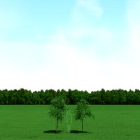 Willow (Salix) Trees 3d Models