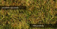 Grass Texture III