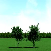 Maple (Acer) Trees 3d Models