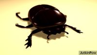 Beetle Bug