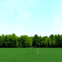 Blooming Cherry Trees (Prunus Cerasus) 3d Models