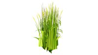 Ornamental Grasses , Indian Steel, 3D
