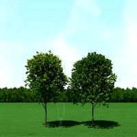 Blooming Tilia (Linden) Free Trees 3d Models