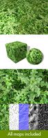 Thistle Seamless Texture