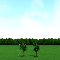 Maple (Acer) Trees 3d Models