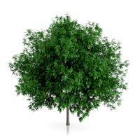 Rowan Tree (Sorbus aucuparia) 3m