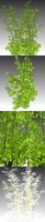 Low Poly Tree 3