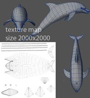 dolphin model