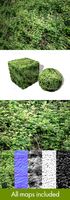 Brambles Background Seamless Texture