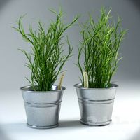 Rosemary Plant In Pot