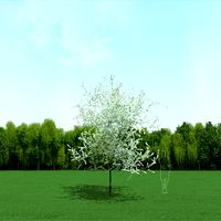 Blooming Cherry Tree 3d Model