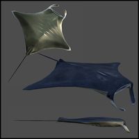 Manta Ray