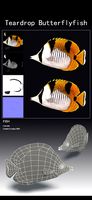 Teardrop Butterflyfish