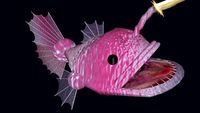 Poisson-lanterne femelle