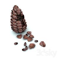 Pine nuts, cones